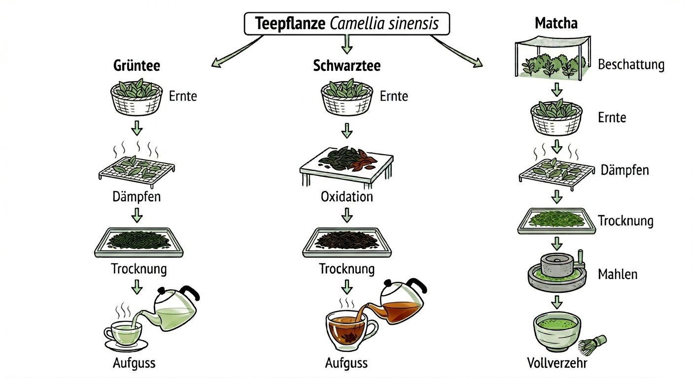 Teepflanze Verarbeitung